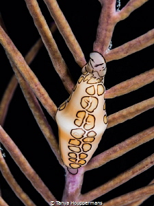 'Out On A Limb' - A flamingo tongue cowrie off the coast ... by Tanya Houppermans 